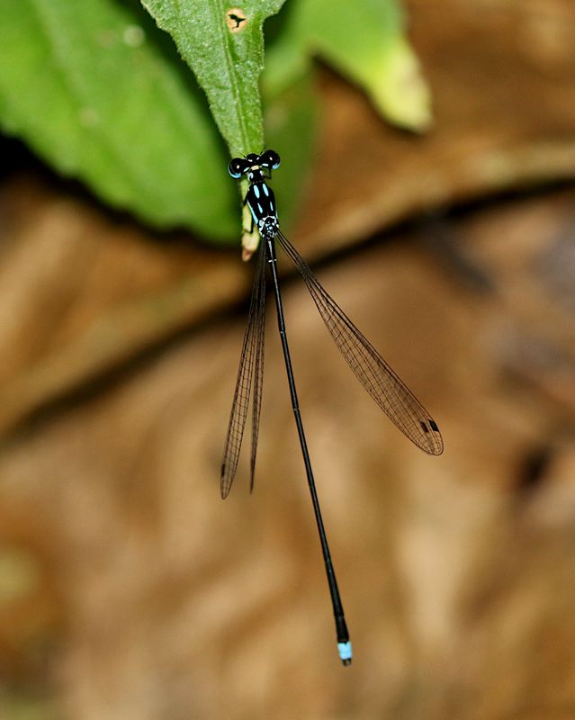 Coeliccia didyma