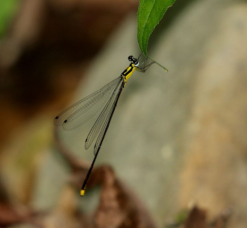 Coeliccia didyma