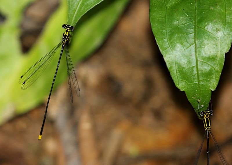 Coeliccia didyma