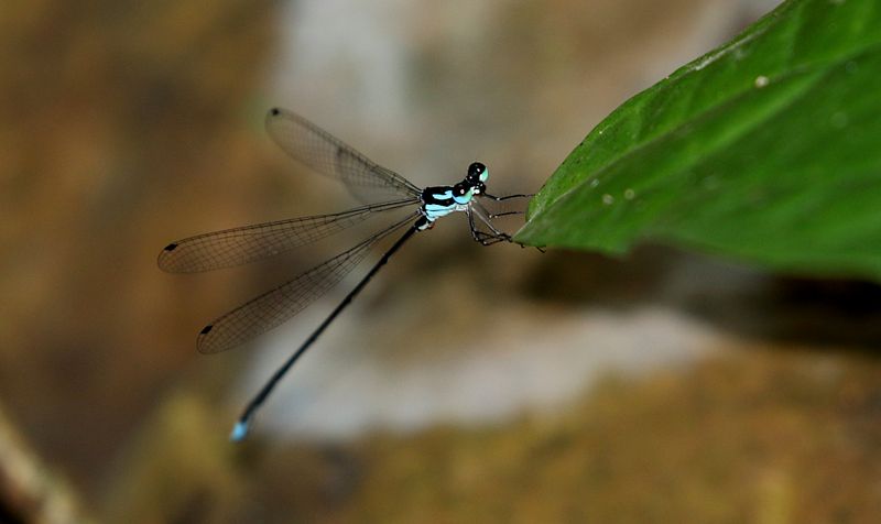 Damselflies (zygoptera)