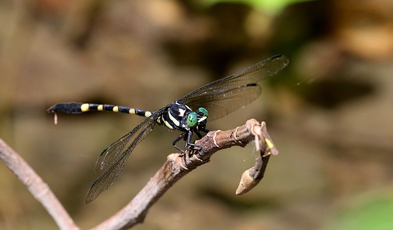Macrogomphus kerri 