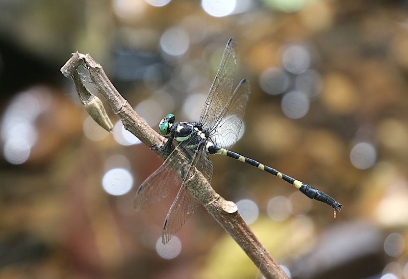 Macrogomphus kerri 