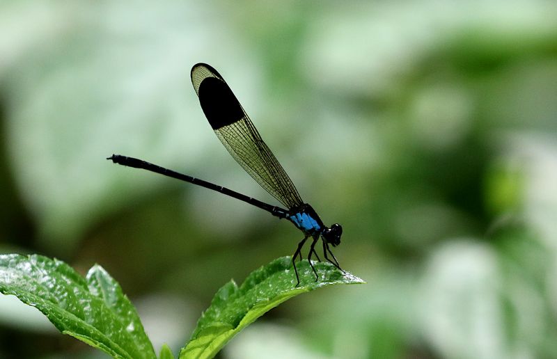 Blue-sided Satinwing (Euphaea impar)