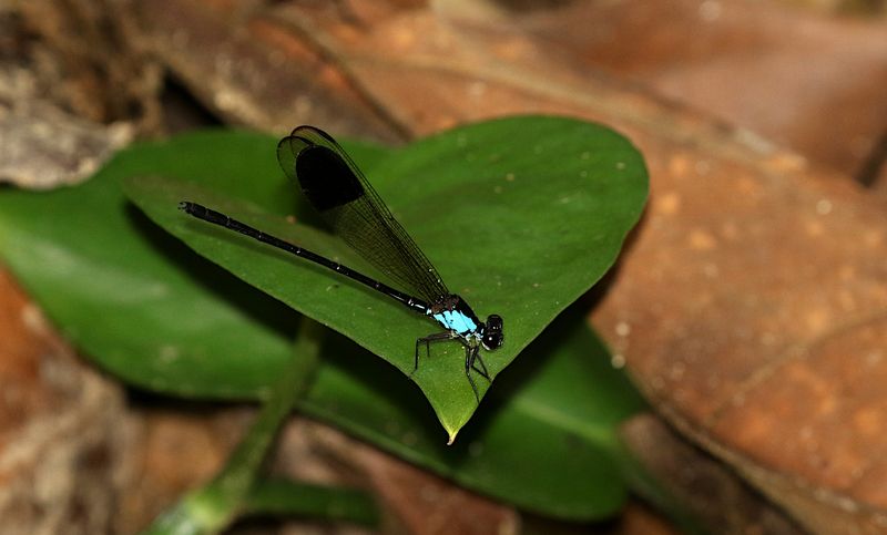 Blue-sided Satinwing (Euphaea impar)