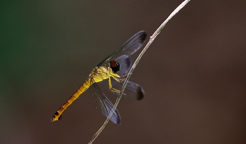 Lyriothemis biappendiculata 