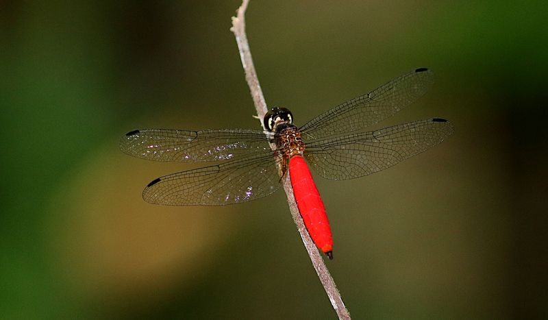 Lyriothemis biappendiculata 