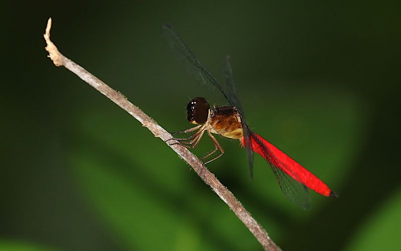 Lyriothemis biappendiculata 