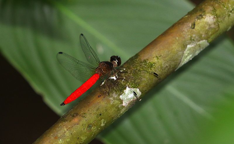 Lyriothemis biappendiculata 
