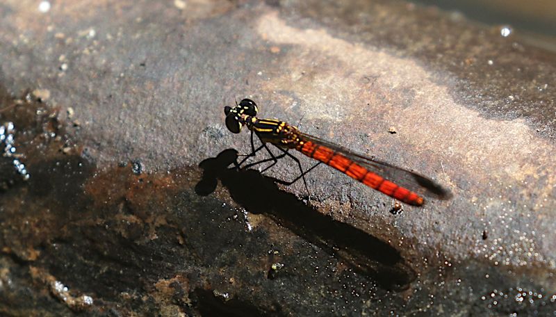 Fiery Gem (Libellago aurantiaca)
