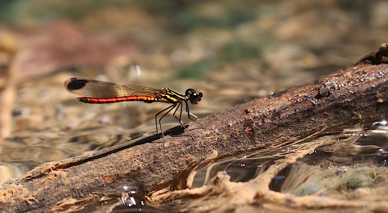 Fiery Gem (Libellago aurantiaca)