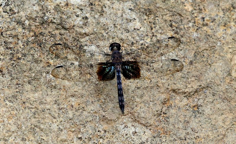 Treehugger (Tyriobapta torrida)