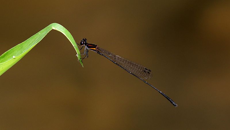 Red-striped Black Bambootail (Prodasineura verticalis)