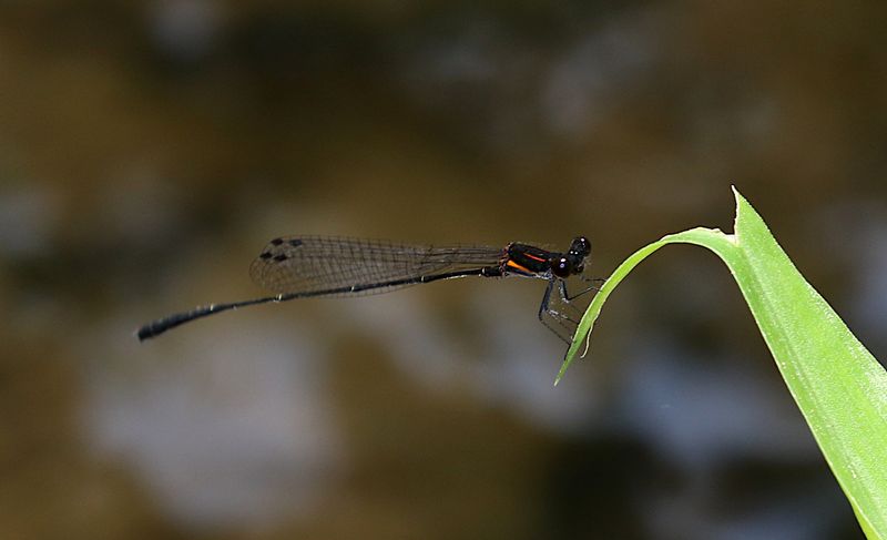 Red-striped Black Bambootail (Prodasineura verticalis)