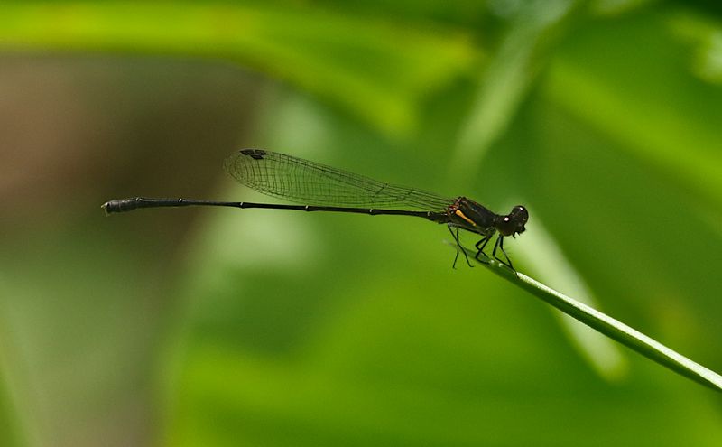 Orange-striped Threadtail (Prodasineura verticalis ssp. humeralis)