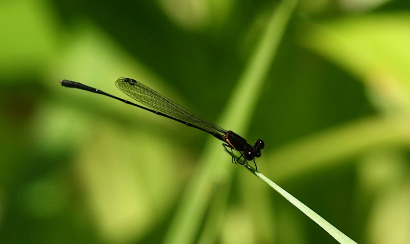 Orange-striped Threadtail (Prodasineura verticalis ssp. humeralis)