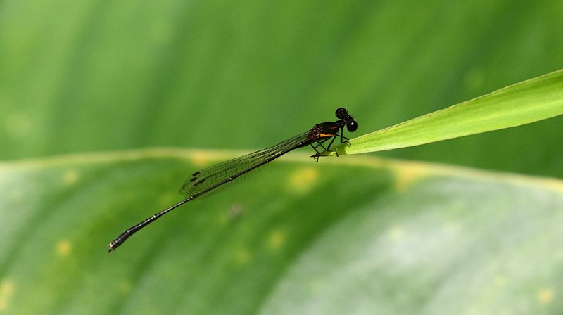 Red-striped Black Bambootail (Prodasineura verticalis)