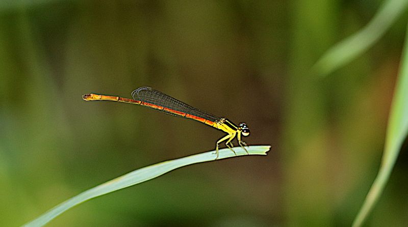 Red-tipped Shadefly (Argiocnemis rubescens)