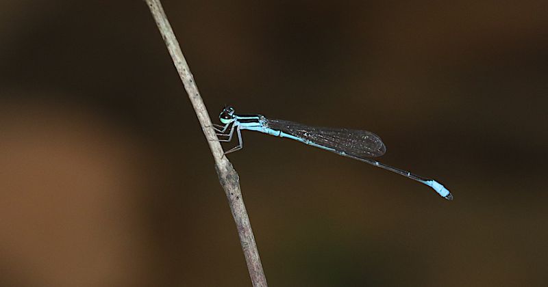 Red-tipped Shadefly (Argiocnemis rubescens)