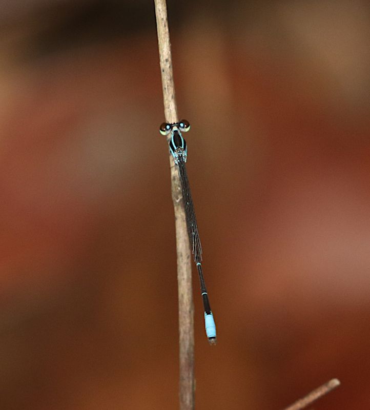 Red-tipped Shadefly (Argiocnemis rubescens)