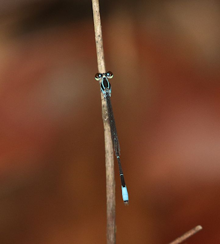 Red-tipped Shadefly (Argiocnemis rubescens)