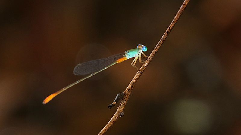 Orange-tailed Marsh Dart (Ceriagrion cerinorubellum)