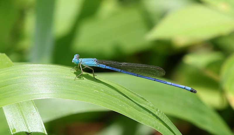 Azure Marsh Dart (Ceriagrion azureum)