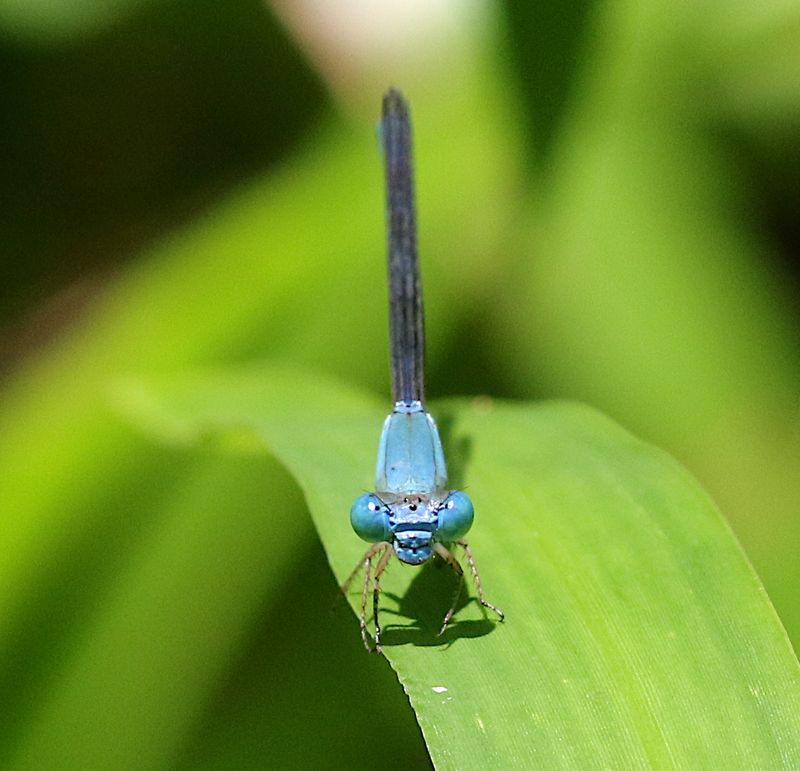Azure Marsh Dart (Ceriagrion azureum)