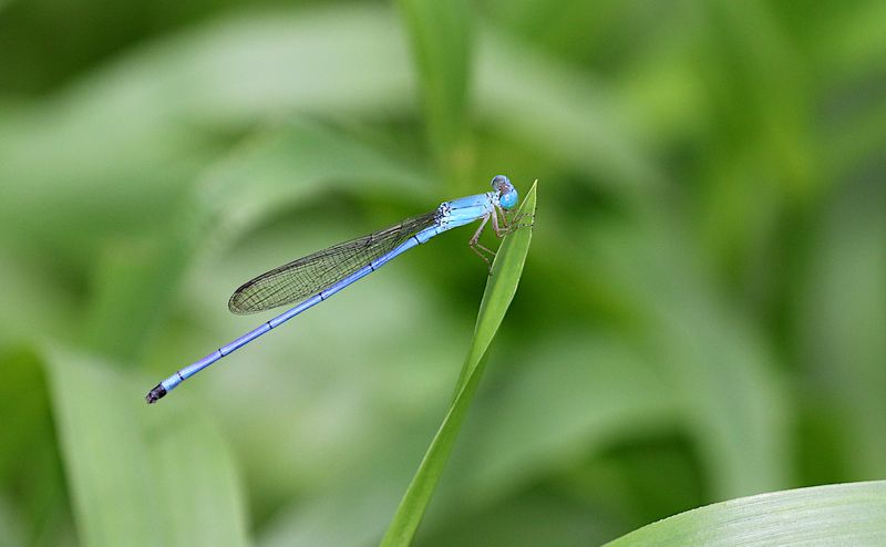 Azure Marsh Dart (Ceriagrion azureum)