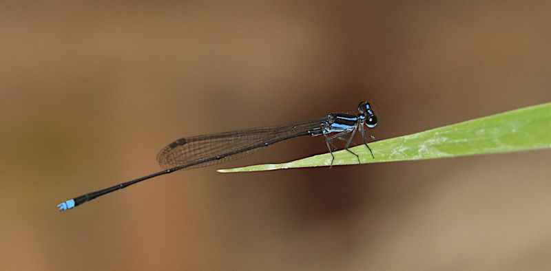 Laidlaw's Threadtail (Prodasineura laidlawii)