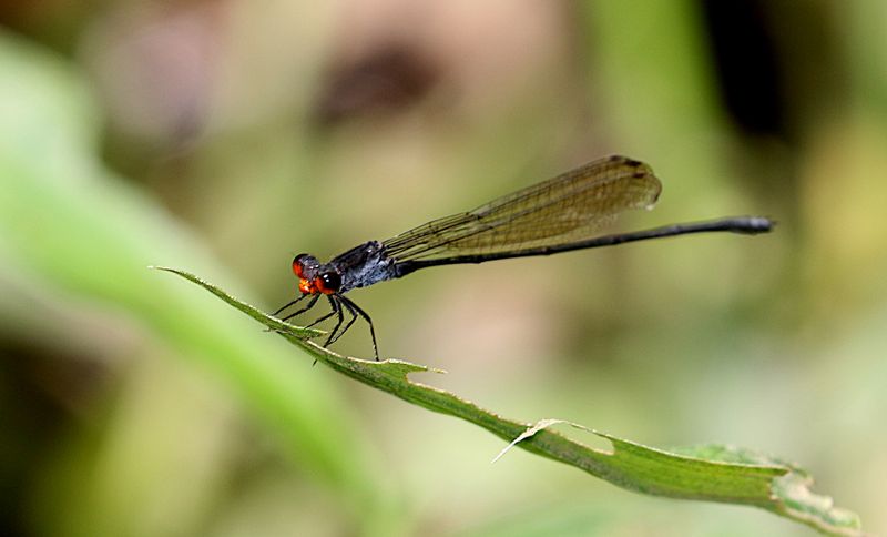 Grey Sprite (Pseudagrion pruinosum)