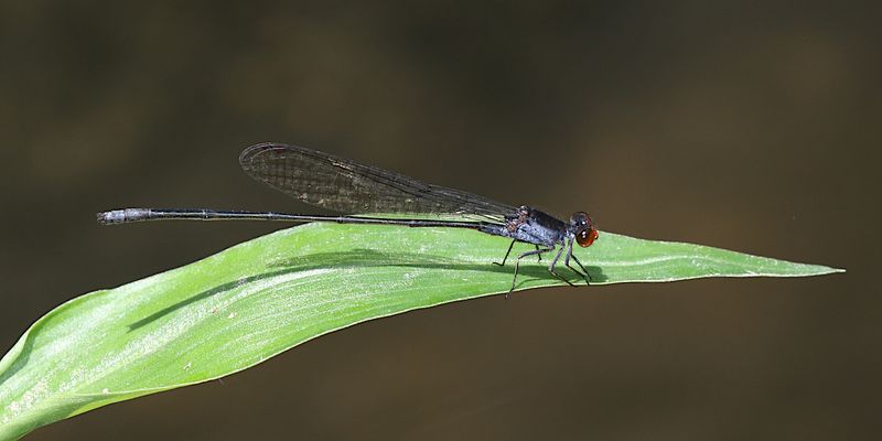 Grey Sprite (Pseudagrion pruinosum)