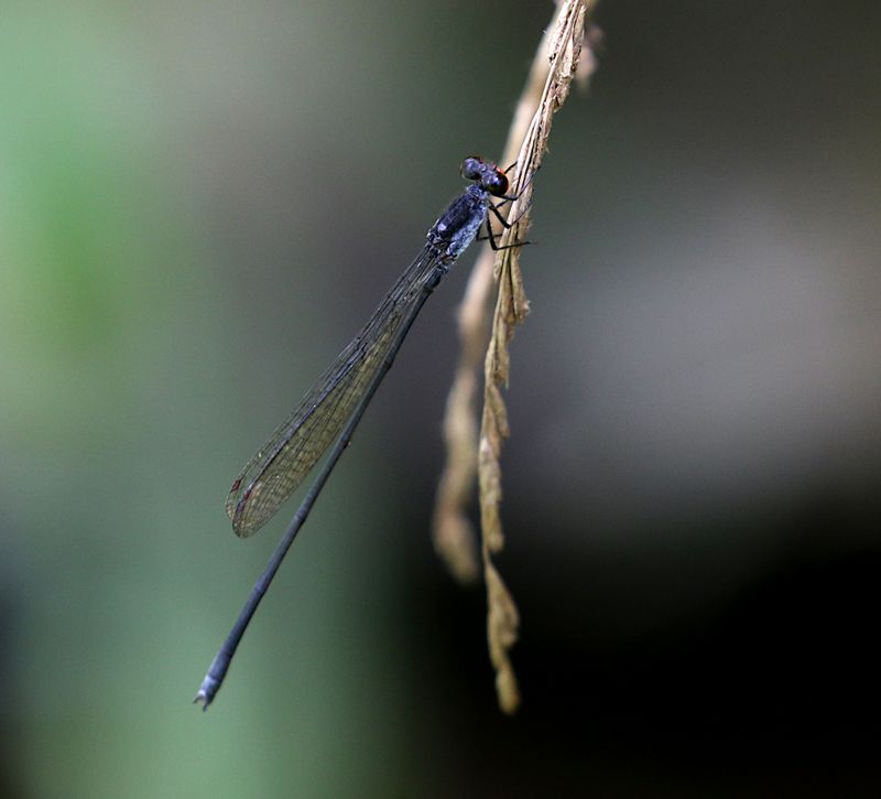 Grey Sprite (Pseudagrion pruinosum)