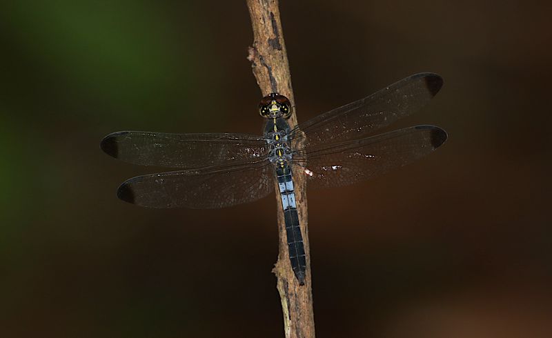 Dark-tipped Forest-Skimmer (Cratilla metallica)