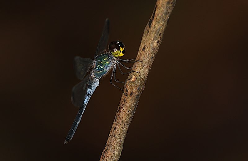 Dark-tipped Forest-Skimmer (Cratilla metallica)