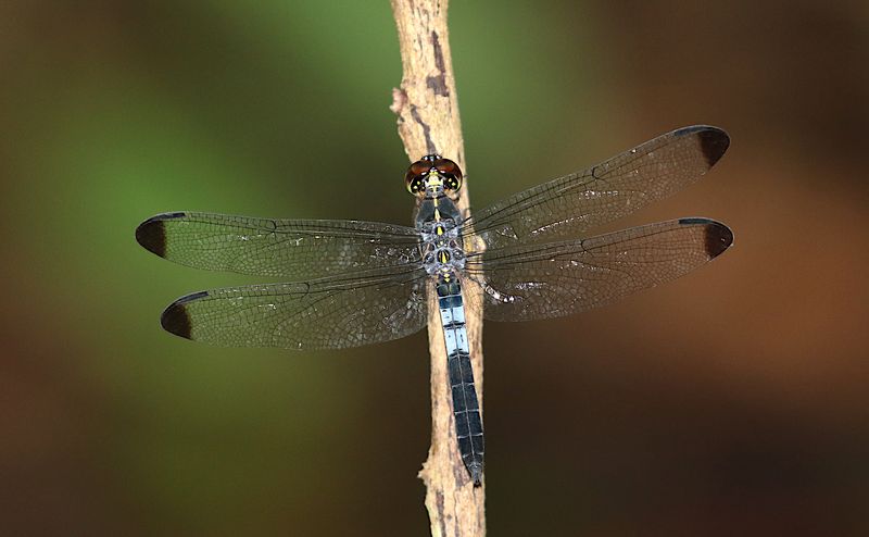 Dark-tipped Forest-Skimmer (Cratilla metallica)