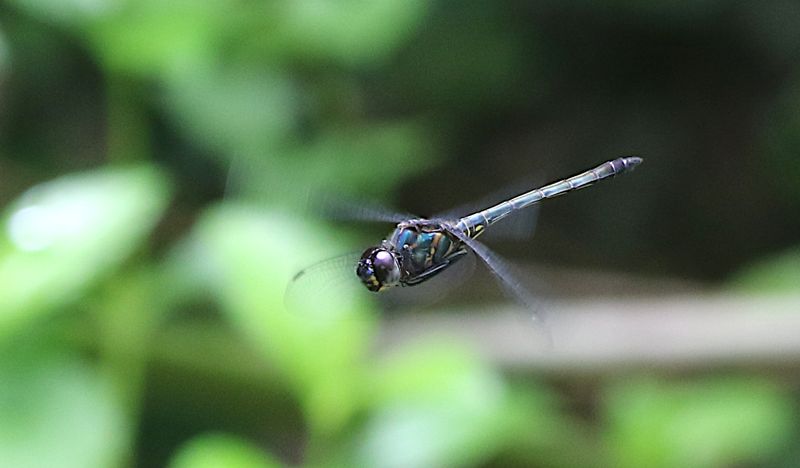 Emerald Cascader (Zygonyx iris)