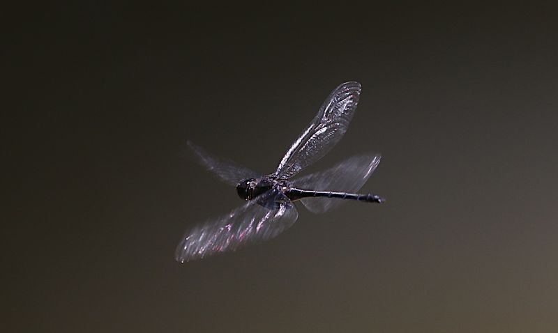 Emerald Cascader (Zygonyx iris)