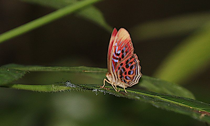 Common Red Harlequin Paralaxita telesia