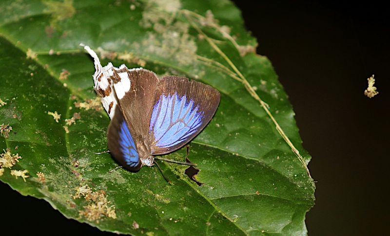 Blue Yam Drina maneia