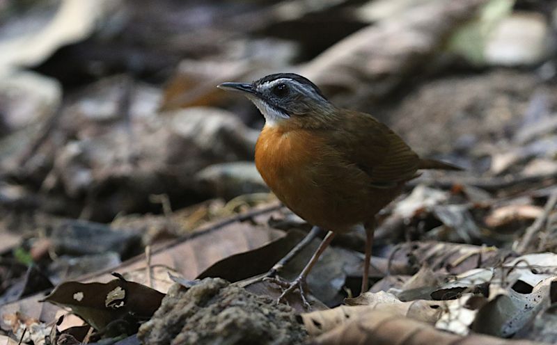 Malayan Black-capped Babbler