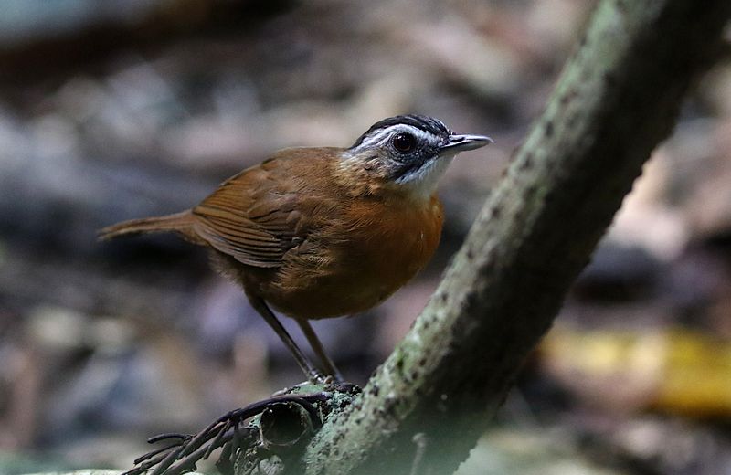 Malayan Black-capped Babbler