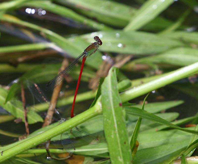 Fiery Coraltail (Ceriagrion chaoi)