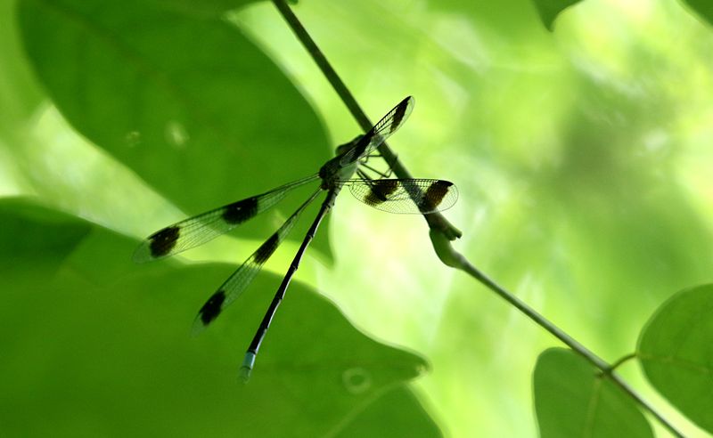 Orolestes octomaculatus 