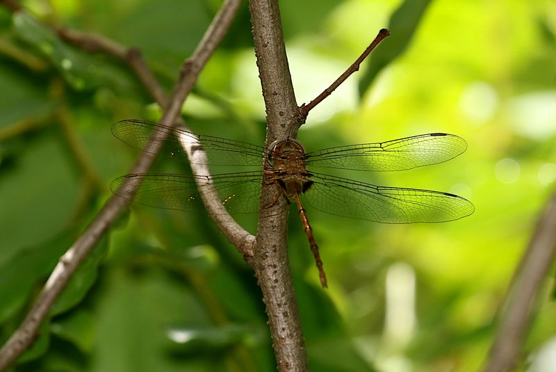 Dingy Dusk-Darter (Zyxomma petiolatum)