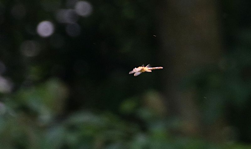 Amber-winged Glider (Hydrobasileus croceus)