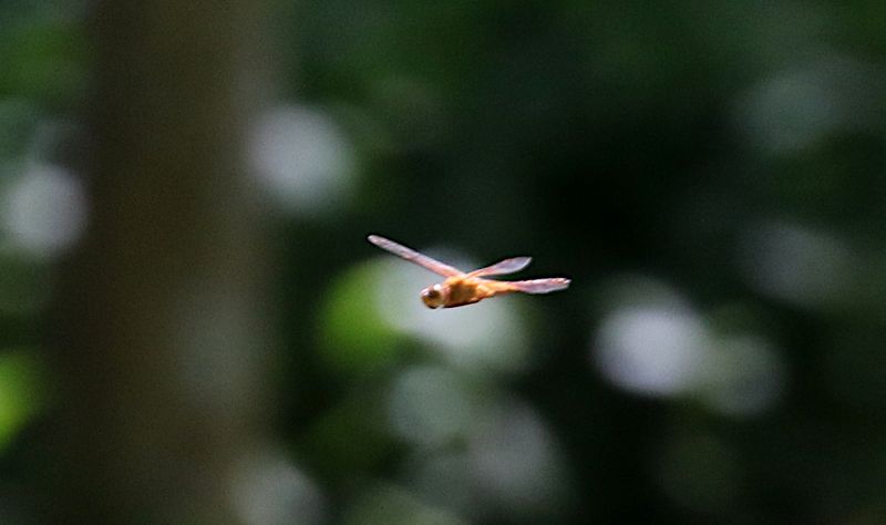 Amber-winged Glider (Hydrobasileus croceus)