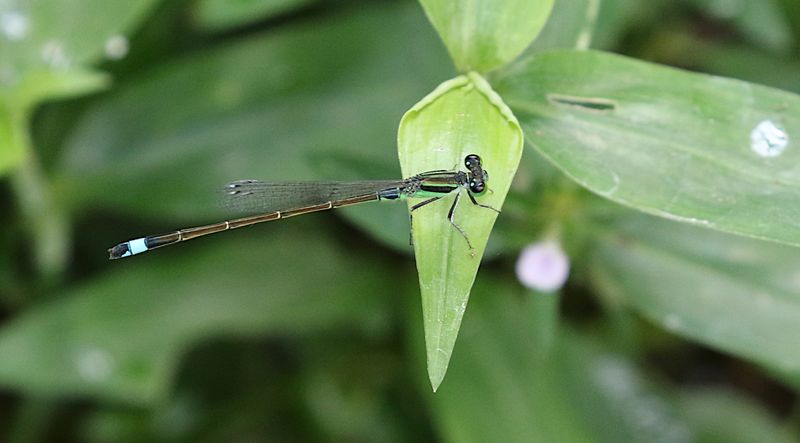 Common Bluetail (Ischnura senegalensis)