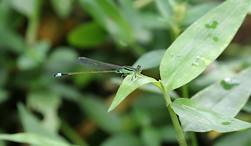 Common Bluetail (Ischnura senegalensis)