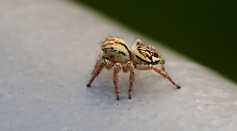 Carrhotus viduus 