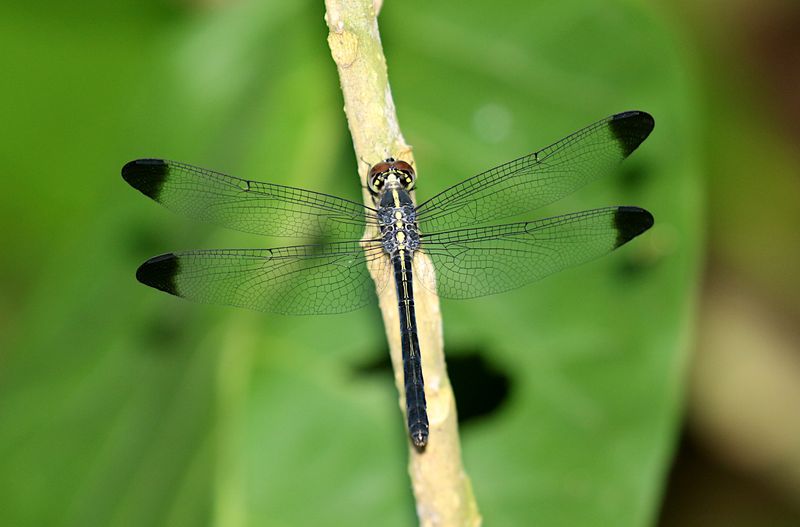 Emerald-banded Skimmer (Cratilla lineata)